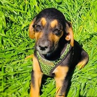 Kiwi ein tolle Hündin, Hündin zur Adoption