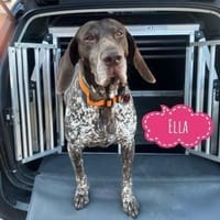 Ella ein Traumwesen, Hündin zur Adoption