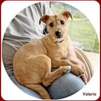 ❤ Valerio: neugierig & verschmust, Hund zur Adoption