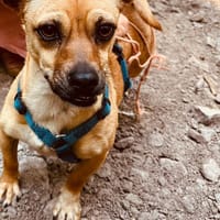 Kleine Gerda, Hündin zur Adoption