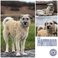 HERRMANN * fröhlich & neugierig, Hund zur Adoption