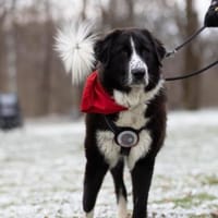 Zuhause gesucht für Shadow, Hund zur Adoption