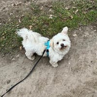 Fonsi sucht Gleichgesinnte, Hund zur Adoption