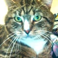 RAMBO - der noch ein Zuhause sucht......, Kater zur Adoption