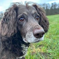 Nicki - ist freundlich&menschenbezogen, Hündin zur Adoption