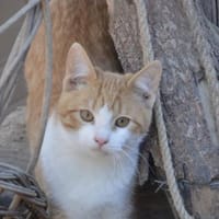 Peach sucht Dich, Kater zur Adoption