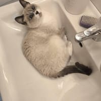 Sky sucht Dich, Katze zur Adoption