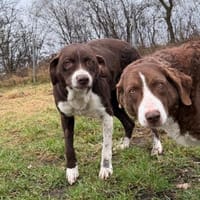 Linse sucht einen Einzelplatz, Hund zur Adoption