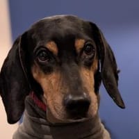 Bettina - wartet in 42859 Remscheid, Hündin zur Adoption