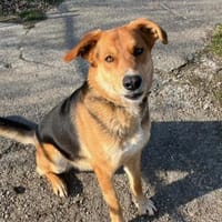 Lemmy- Schlawiner und Gute-Laune-Garant, Hund zur Adoption