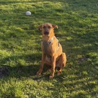 Joschi  ein Freund fürs Leben, Hund zur Adoption