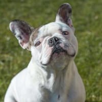 Leo - ist taub&kinderlieb, Hund zur Adoption