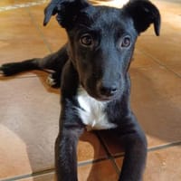 Lady, Hündin zur Adoption