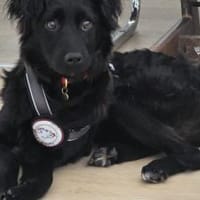 Elmas, der kleine Diamant, Hund zur Adoption