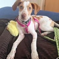 Hix möchte so gerne die Welt entdecken, Hund zur Adoption