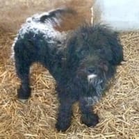 Loki 46 cm (Pflegestelle), Hündin zur Adoption