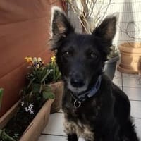 Gütiges Zuhause für liebenswerten Pepper, Hund zur Adoption