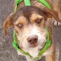 VALERIO 💛💛💛 kleiner Hundebub, Hund zur Adoption
