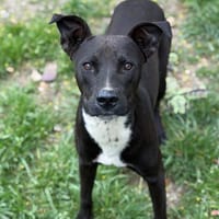 Spirou CAA15077, chien à adopter