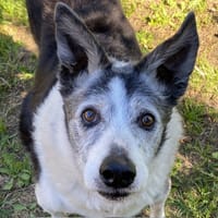 Fidji, chien à adopter