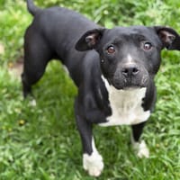 Atheyna CAA15081, chienne à adopter