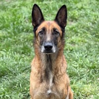 Naya CAA15084, chienne à adopter