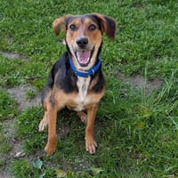 Peach, chienne à adopter