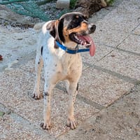 Daisy, chatte à adopter