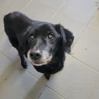 Tyson, chien à adopter