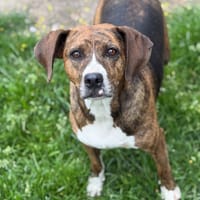 Hoppy CAA15079, chienne à adopter