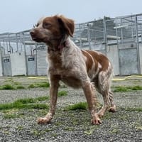 Tournesol, chien à adopter
