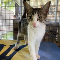 CLYDE, chat à adopter