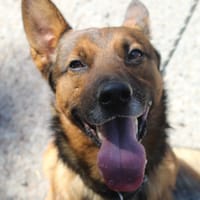 mowgli, chien à adopter