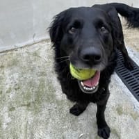 Colza, chien à adopter