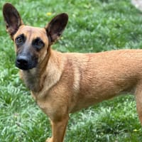 Béa CAA15078, chienne à adopter
