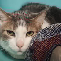 PRALINE, chatte à adopter