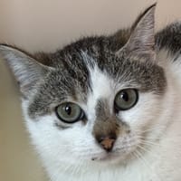 Belvita, chatte à adopter