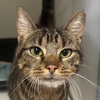 VANILLE, chatte à adopter