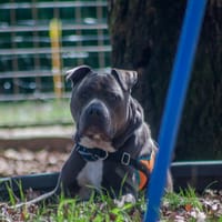 JUICE (réservé), chien à adopter