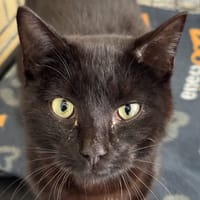 Pitch, chat à adopter