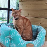 SUNNY, chat à adopter