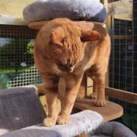 SUNNY, chat à adopter