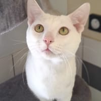 JERRY, chat à adopter