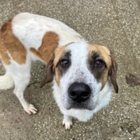 venus, chienne à adopter