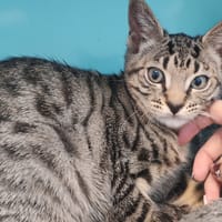 NOVA, chat à adopter