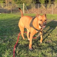 ZOYA OAA19922, chienne à adopter