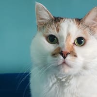 JULIETTE, chatte à adopter