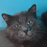 Ganesh, chat à adopter