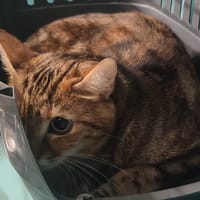 NALAPALA, chatte à adopter