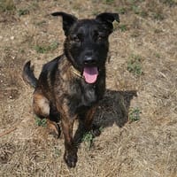 TOPAZE, chien à adopter